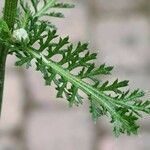 Achillea nobilis 葉