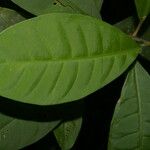 Chrysochlamys glauca Hoja
