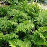 Polystichum acrostichoides ശീലം