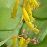 Lachenalia aloides Virág