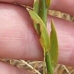 Linaria genistifolia Yaprak