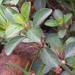 Barleria cristata Blatt