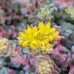 Sedum spathulifolium Květ