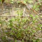 Radiola linoides Vivejo
