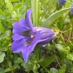 Gentiana acaulis Virág