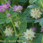 Trifolium resupinatum Other