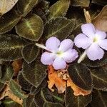 Episcia lilacina Flor