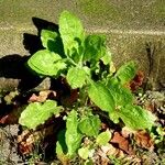 Erigeron sumatrensis Leaf