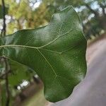 Quercus marilandica Leaf