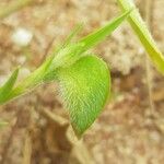 Commelina nigritana ফল