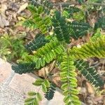 Sophora microphylla Hoja