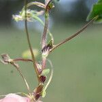 Trifolium subterraneum Hoja