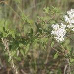 Stevia ovata Hábito