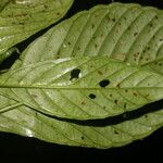 Psychotria panamensis Ліст