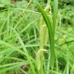 Carex crinita Hedelmä