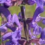 Salvia pratensis Kwiat