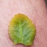 Bryophyllum pinnatum पत्ता