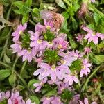 Scaevola aemula Bloem