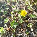 Potentilla canadensis Cvet