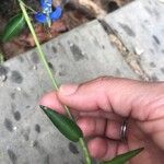 Commelina cyanea Hoja