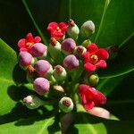 Canella winterana Fruit