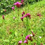 Dianthus carthusianorum 花