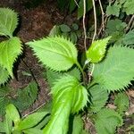 Solidago flexicaulis ഇല