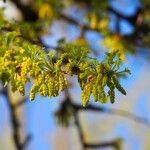 Ginkgo biloba Flower