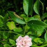 Rosa carolina Blatt