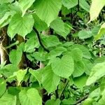 Davidia involucrata List