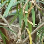 Euphorbia tuckeyana List