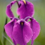 Iris ensata Blomst