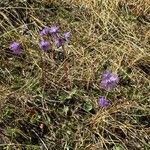 Soldanella alpinaKukka