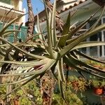 Tillandsia paucifolia 葉