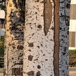 Populus × canescens Кара