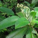 Psychotria micrantha List