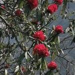 Rhododendron arboreum Cvet