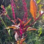 Phytolacca bogotensis List