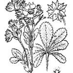 Potentilla valderia Mosusu