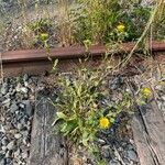 Grindelia integrifolia Habit