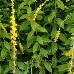 Solidago rugosa List