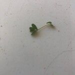 Euphorbia inaequilatera Leaf