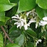 Trachelospermum jasminoidesBloem