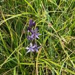 Swertia perennis Flower