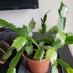 Schlumbergera truncataList