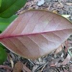 Phyllanthus macrochorion Leaf