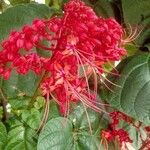 Clerodendrum paniculatumFlor