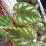 Cissus discolor पत्ता