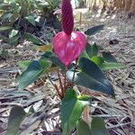 Anthurium andraeanum عادت