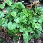 Ranunculus hederaceus Leaf